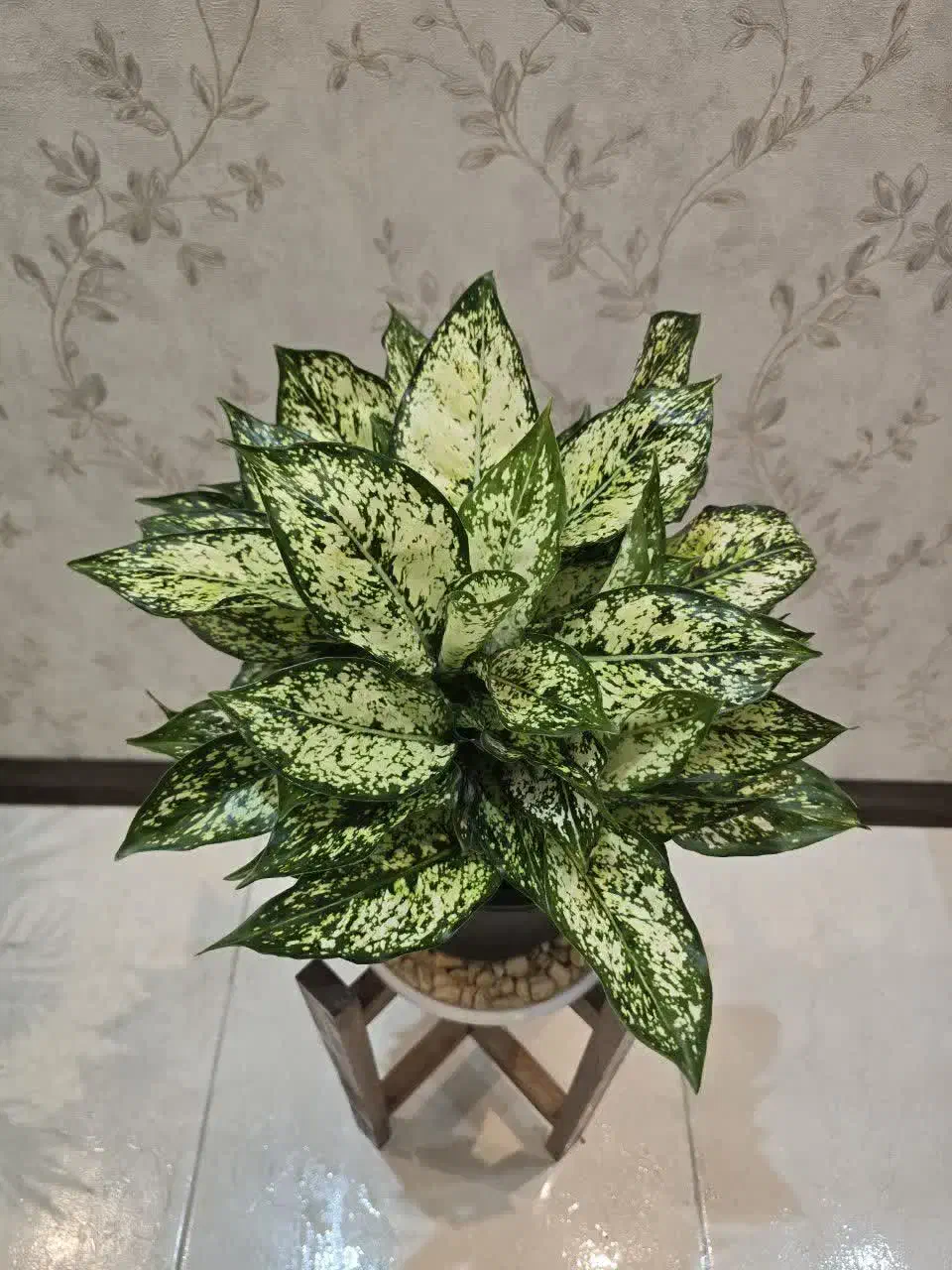 فروش انواع گل آپارتمانی(خانگی) قیمت مناسب|گل و گیاه طبیعی|اصفهان, خرم|دیوار