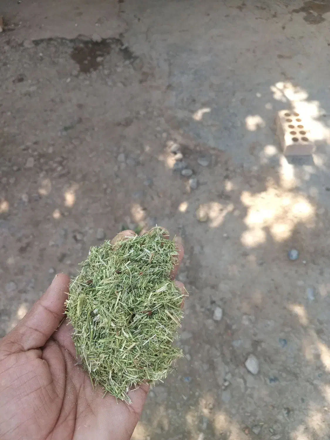 خارشتر.یانق|حیوانات مزرعه|آق قلا, |دیوار