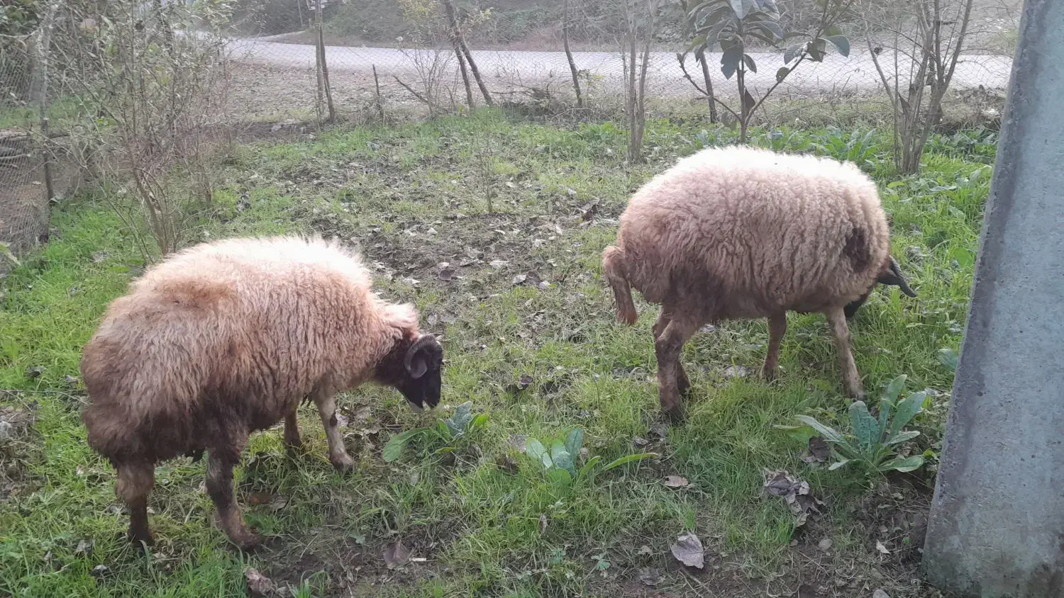 گوسفند|حیوانات مزرعه|اطاقور, |دیوار