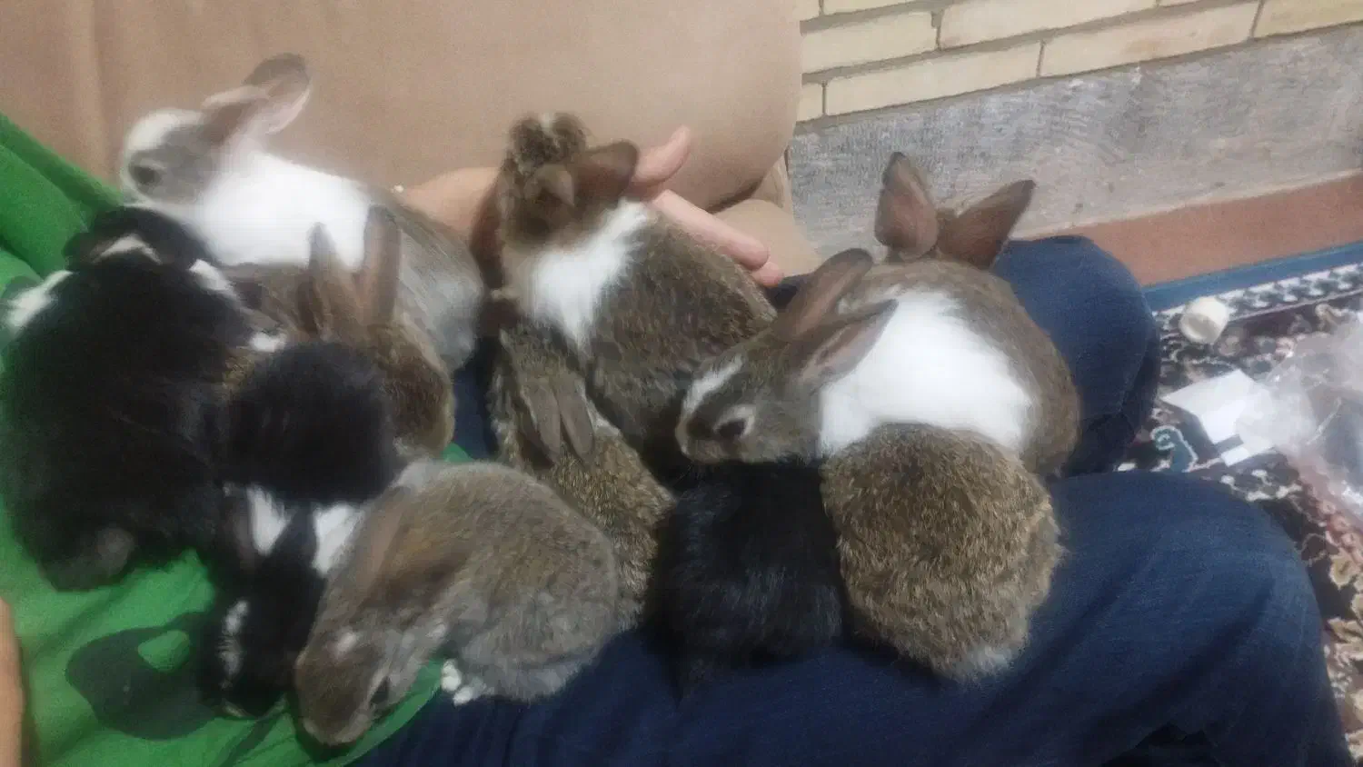 بچه خرگوش300|موش و خرگوش|یزد, |دیوار