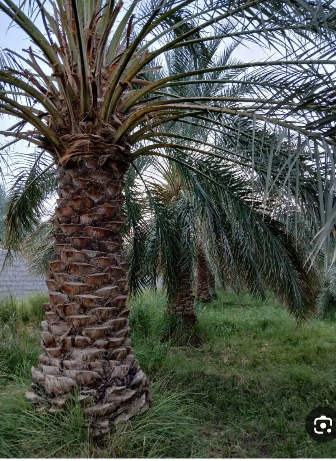 حرص کن درخت خرما درخت گراز|خدمات باغبانی و درختکاری|بم, |دیوار