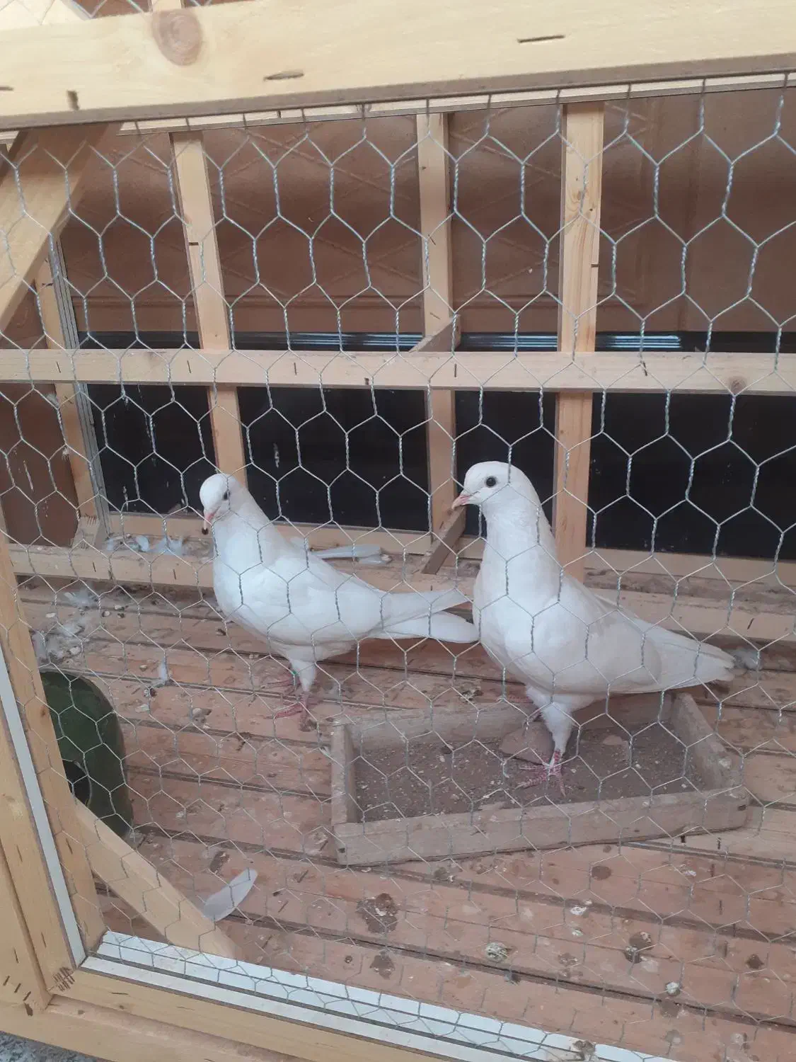 کبوتر پرشی|پرنده|لوشان, |دیوار