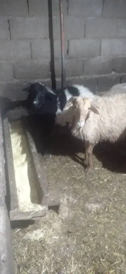 بره نر|حیوانات مزرعه|عباس‌آباد, |دیوار