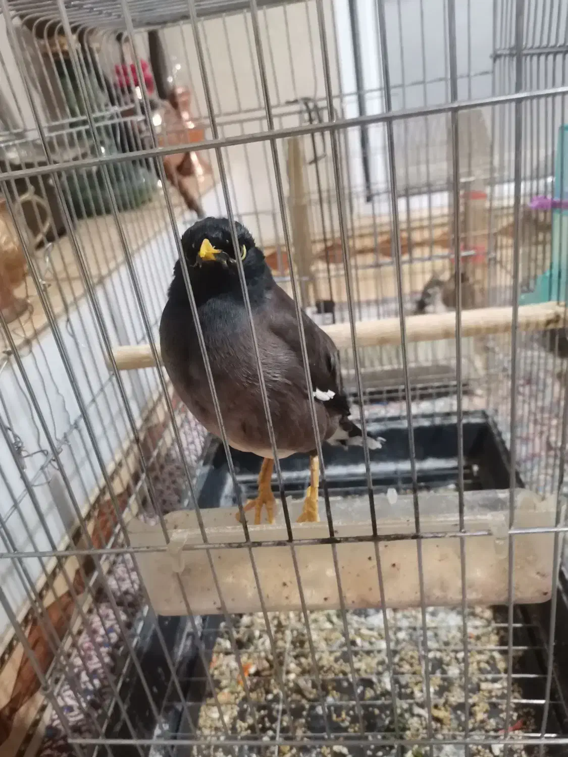 مرغ مینا|پرنده|رودهن, |دیوار