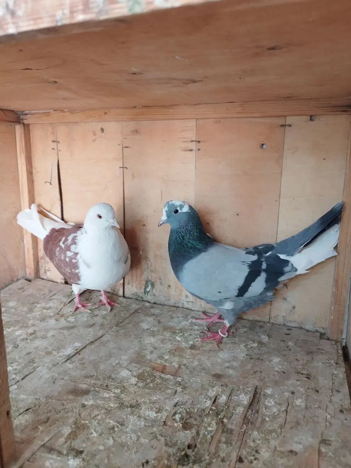 کفتر|پرنده|ملارد, |دیوار