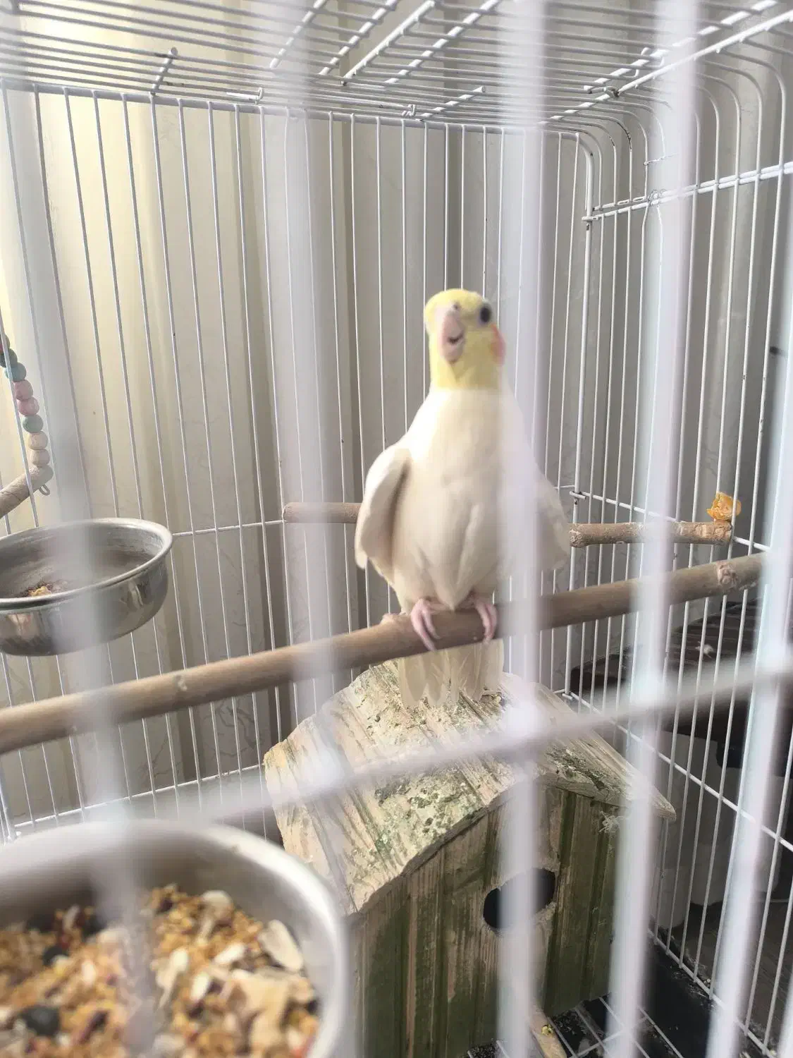 عروس هلندی لوتینو|پرنده|بجنورد, |دیوار