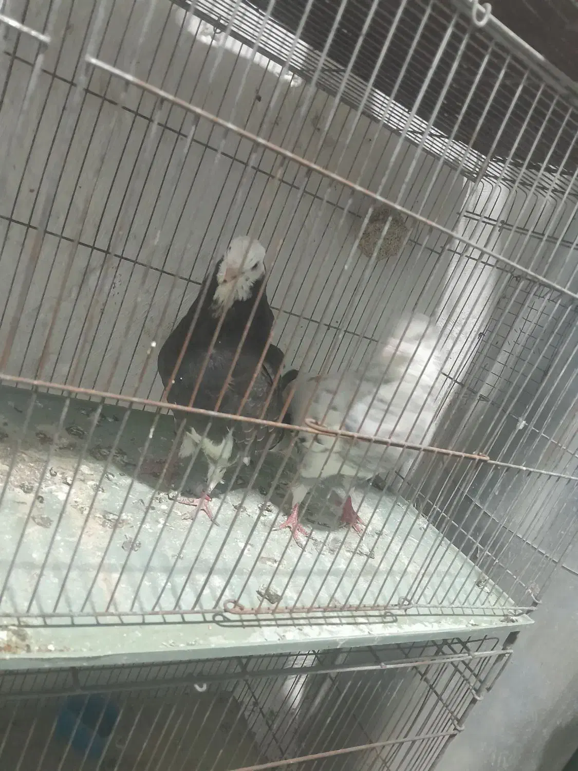 کبوتر پرشی|پرنده|علی‌آباد کتول, |دیوار