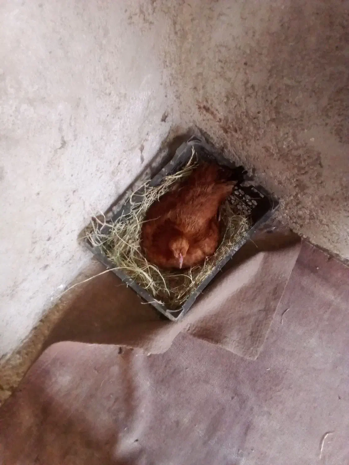 مرغ معامله با کبوتر|حیوانات مزرعه|دلگان, |دیوار