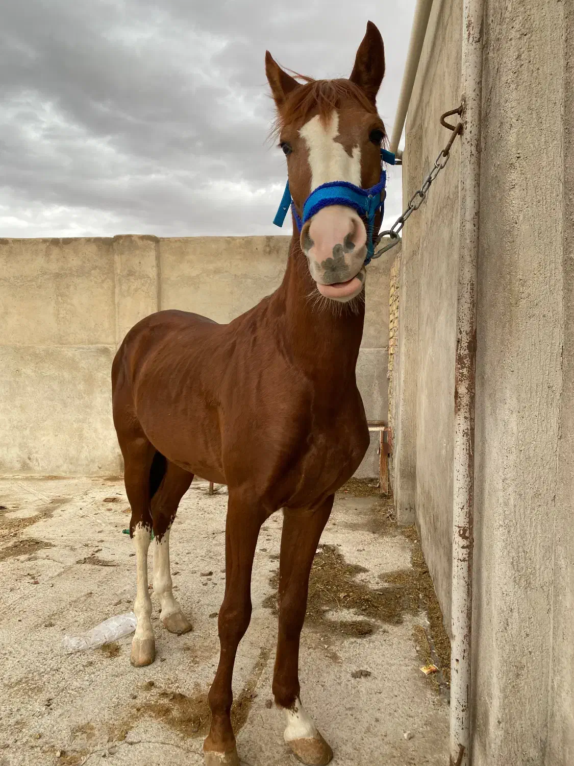 اسب|اسب و تجهیزات اسبسواری|قزوین, |دیوار