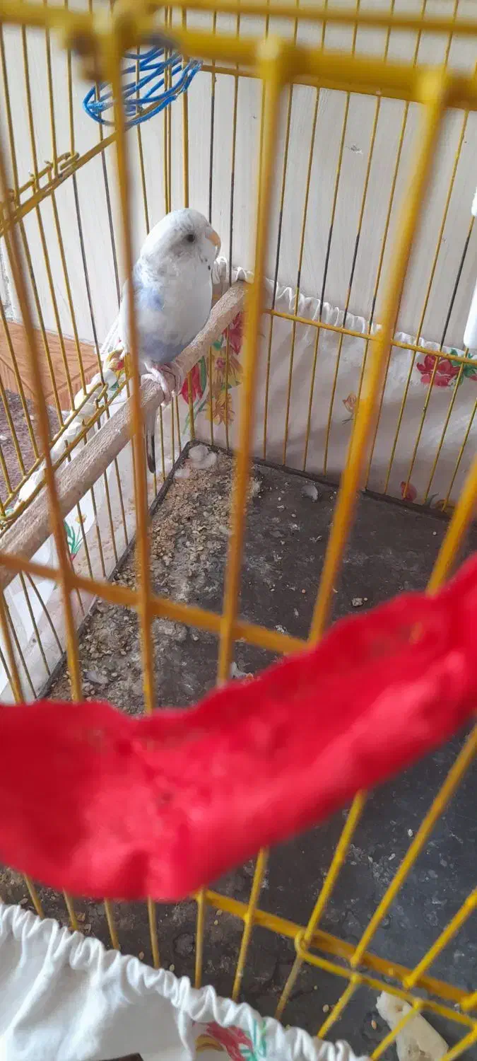 مرغ عشق|پرنده|سبزوار, غرب نیروگاه|دیوار