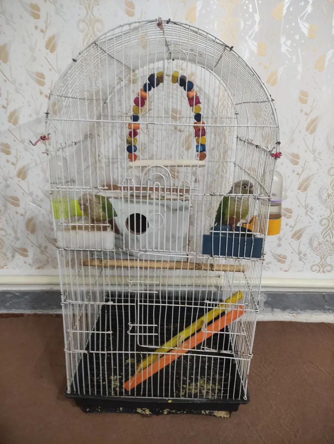 طوطی گرینچیک|پرنده|مهربان, |دیوار