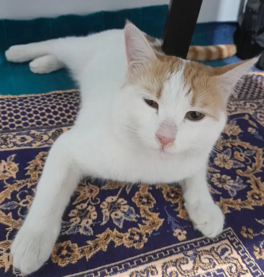 گربه.|گربه|اراک, |دیوار