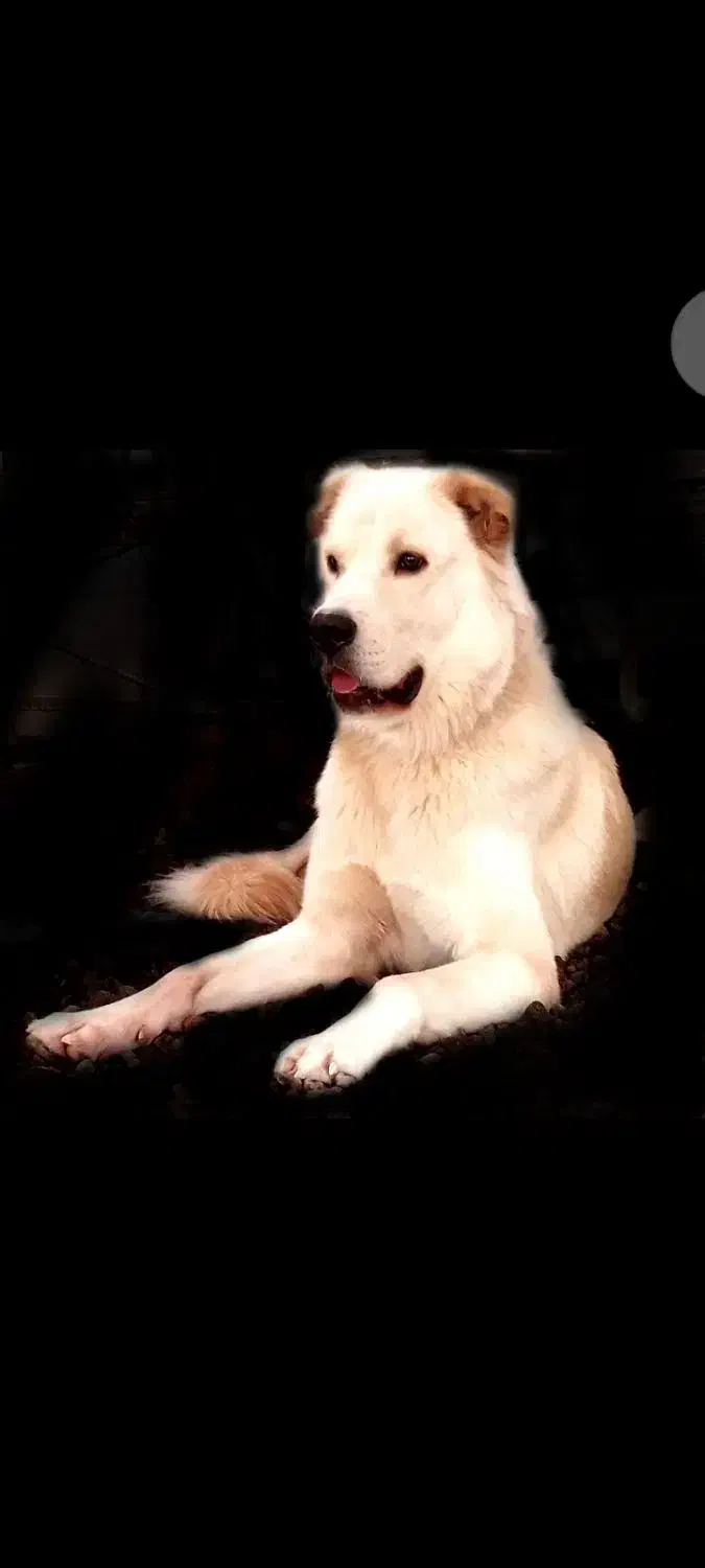 سگ سرابی پوزه خرسی|سگ|کرمانشاه, |دیوار