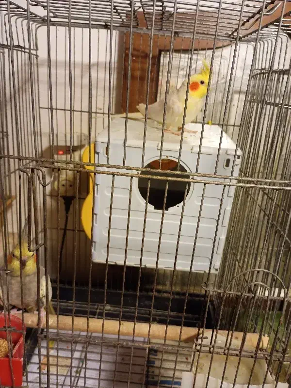 عروس هلندی|پرنده|خرمآباد (تنکابن), |دیوار