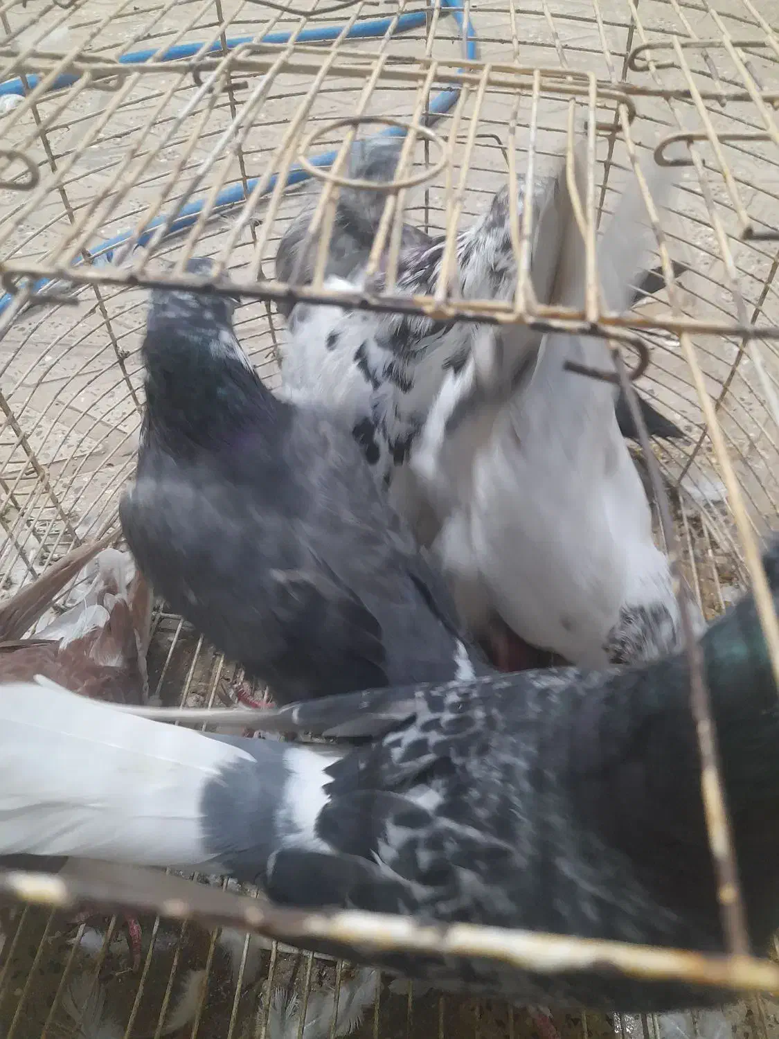 کبوتر تکپر و طوقی|پرنده|سرخنکلاته, |دیوار