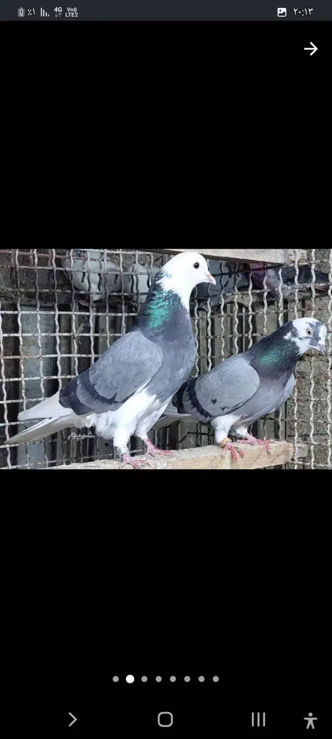 ۶۰تاکفترفروشیامعاوضهباموتورمدارکمهمنیتمیز|پرنده|بابل, |دیوار