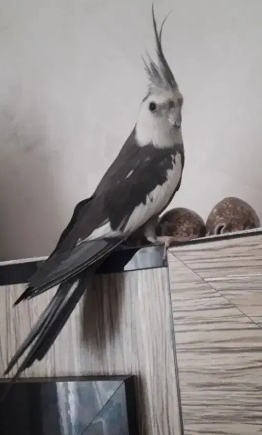 عروس هلندی وایت فیس سخنگو|پرنده|آذرشهر, |دیوار