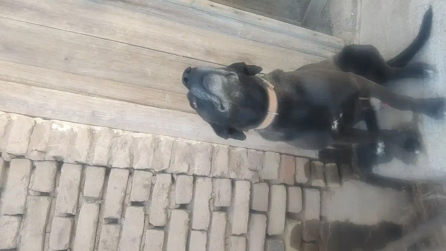 سگ نگهبان|سگ|قوچان, |دیوار