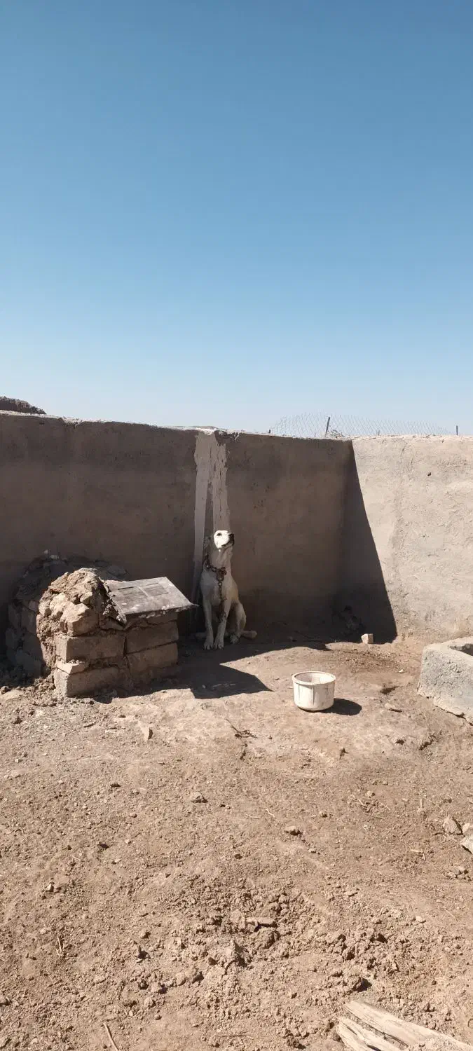 سگ ک|سگ|بیرجند, |دیوار