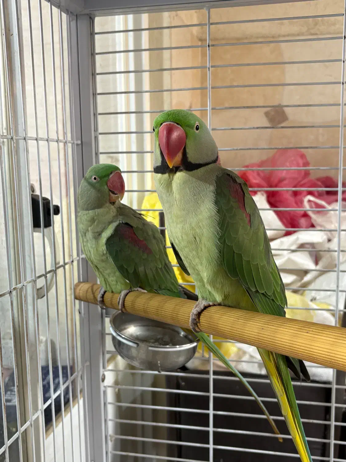 شاه طوطی|پرنده|رشت, گلسار|دیوار