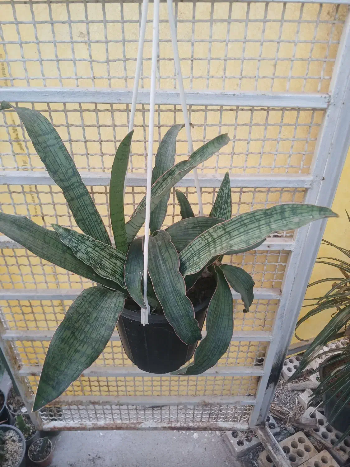 گل وگیاه|گل و گیاه طبیعی|مسجد سلیمان, |دیوار