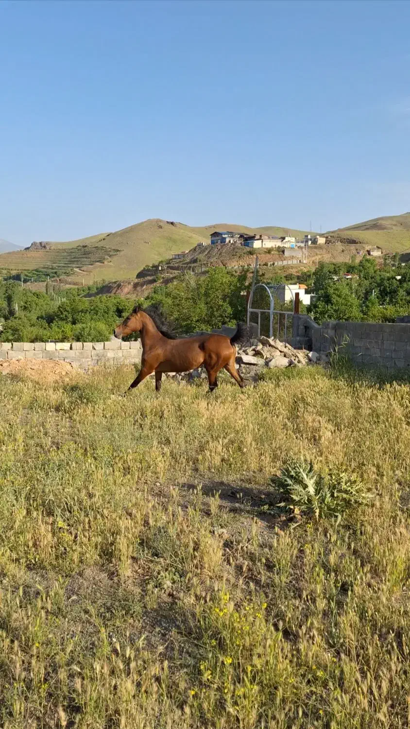 مادیان اصیل کرد|اسب و تجهیزات اسب‌سواری|سنندج, |دیوار