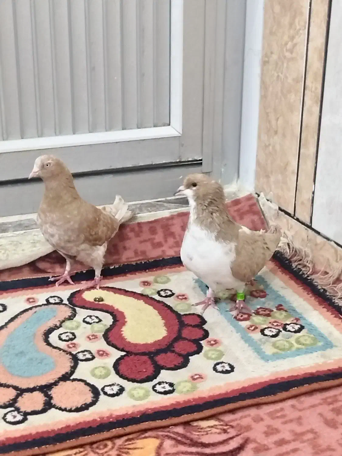 چپی زرد|پرنده|اهواز, زرگان|دیوار