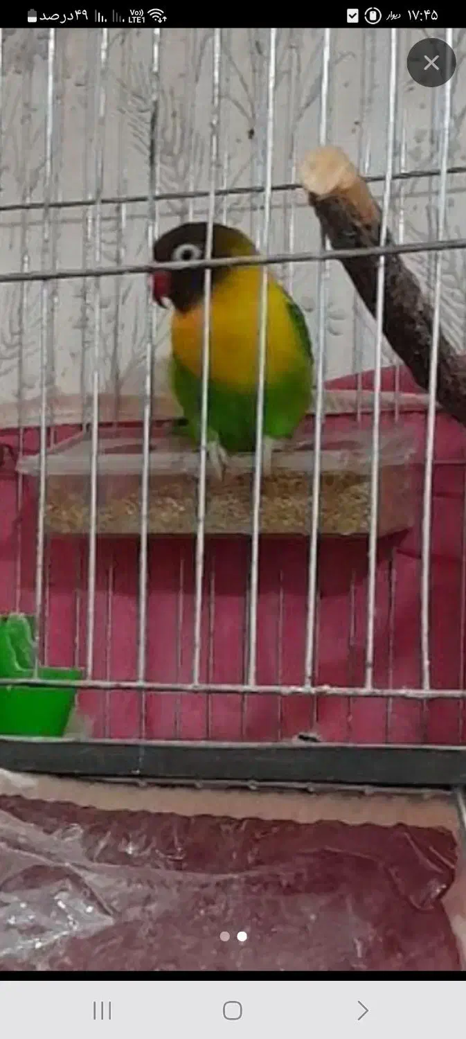 طوطی برزیلی خوش رنک|پرنده|مرند, |دیوار