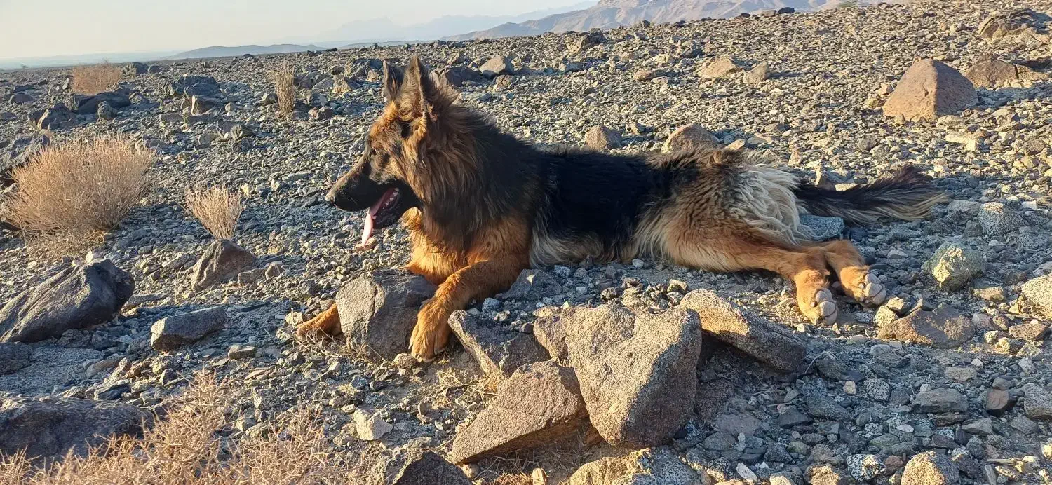 توله سگ ژرمن شولاین|سگ|جیرفت, |دیوار