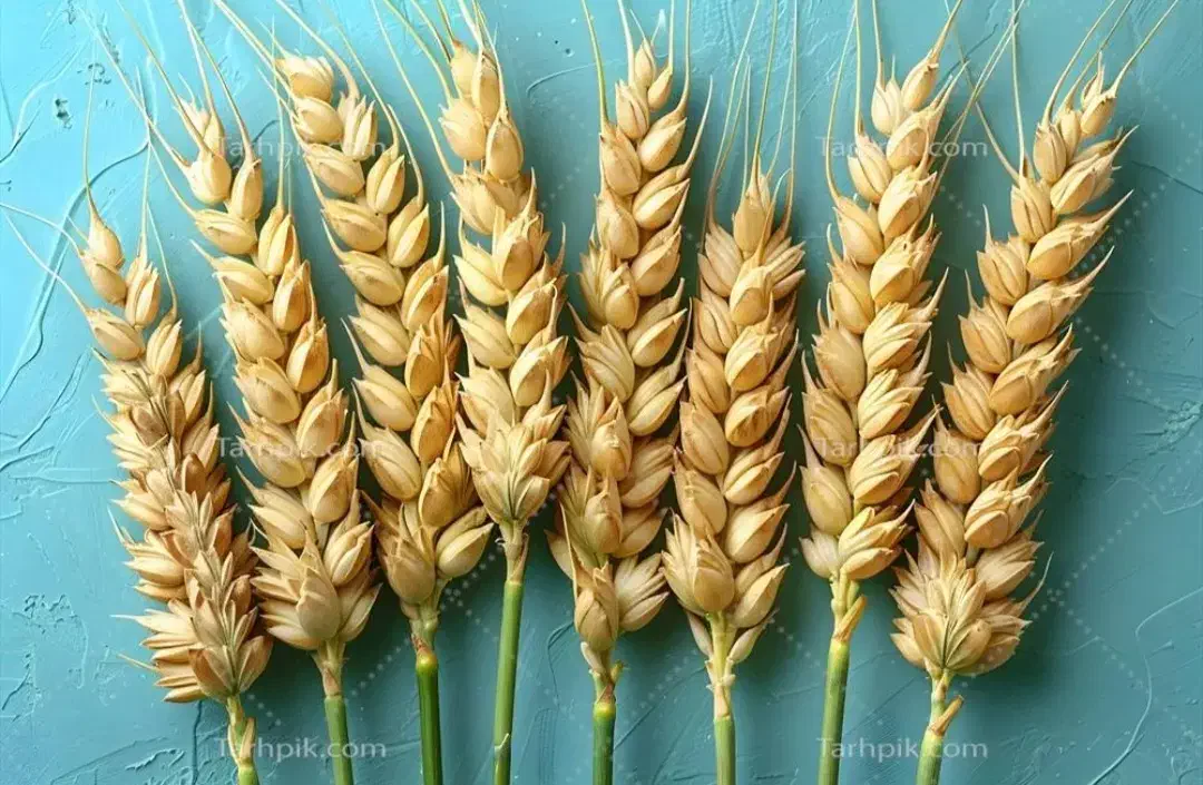 گندم|عمده‌فروشی|یاسوج, |دیوار