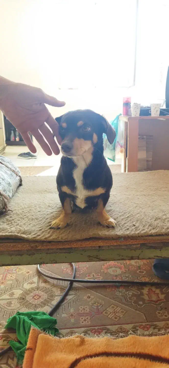 سگ پاکوتاه باردار|سگ|کرمانشاه, |دیوار