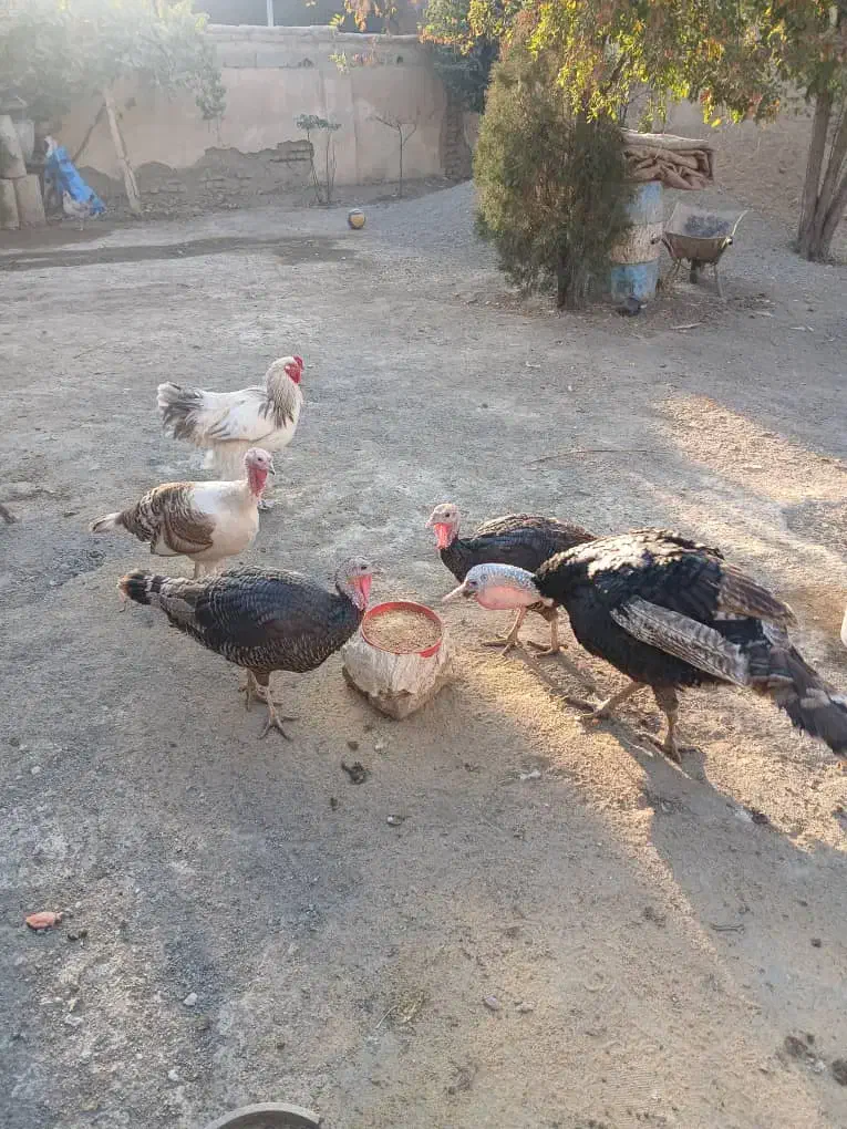 بوقلمون|حیوانات مزرعه|هشتگرد, تهران دشت|دیوار