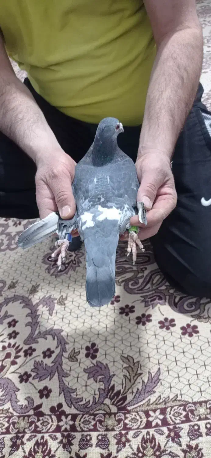 ماده چاپی|حیوانات|دورود, |دیوار