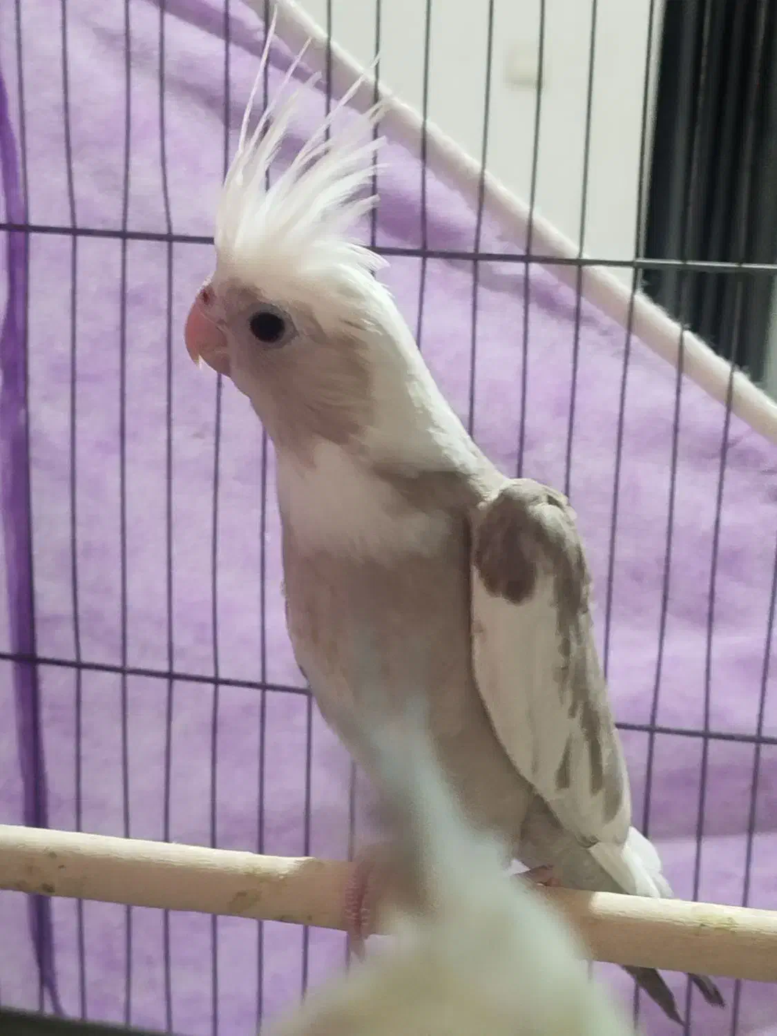 عروس وایت ابلق سه ماهه دستی|پرنده|اسفراین, |دیوار