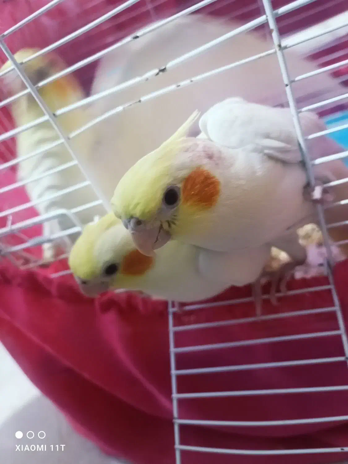 عروس هلندی لوتینو|پرنده|محمودآباد, |دیوار