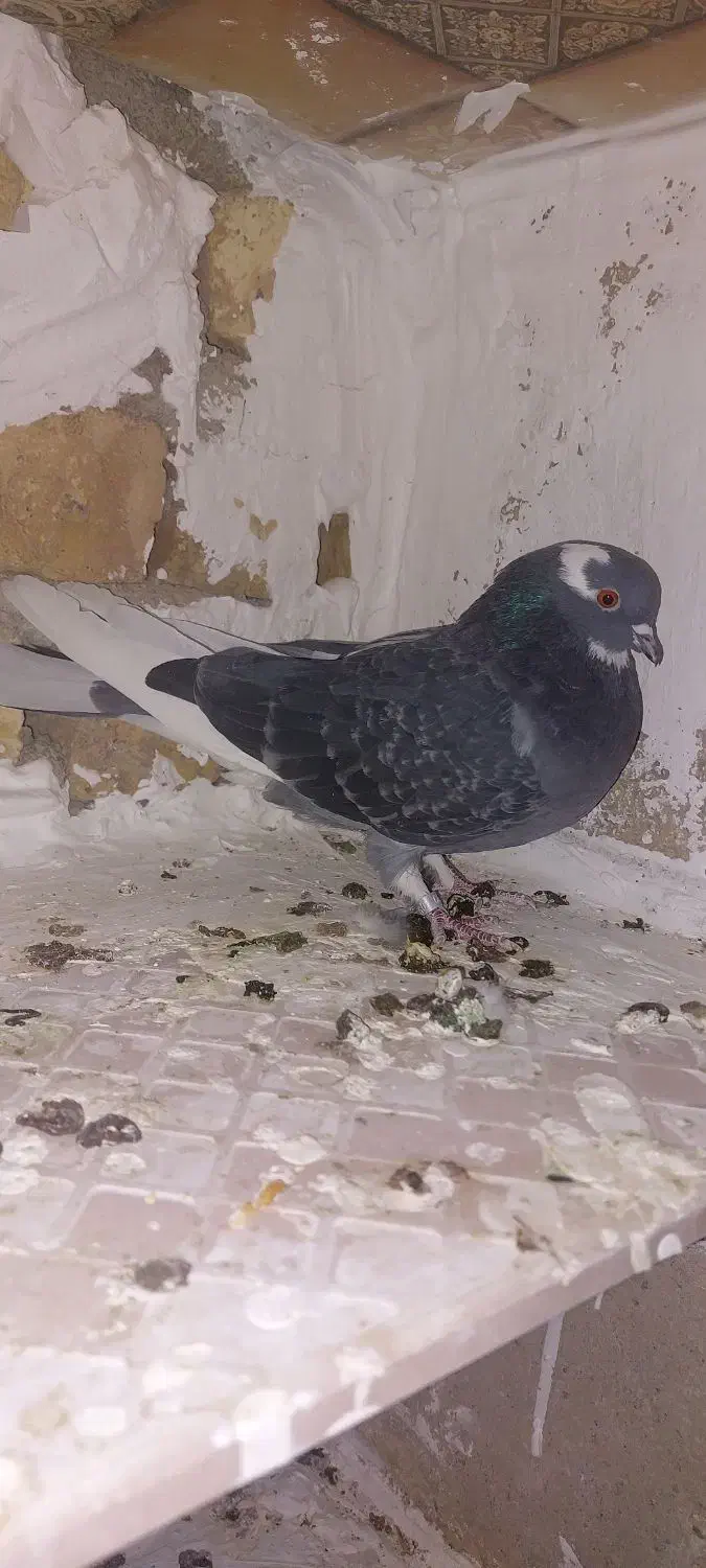 کبوتر پرشی|پرنده|نجف‌آباد, یزدانشهر|دیوار