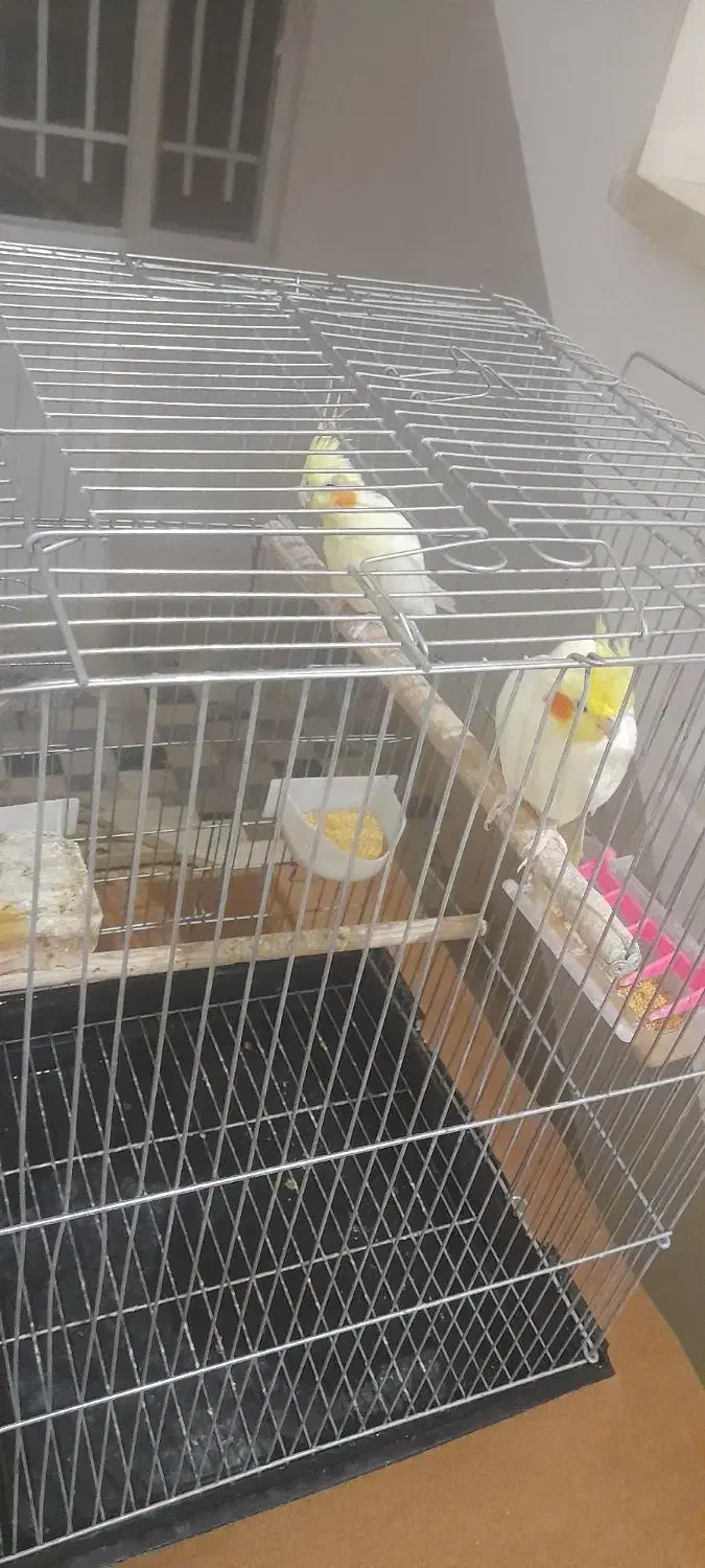 ۲ عدد عروس هلندی رام|پرنده|خزل, |دیوار