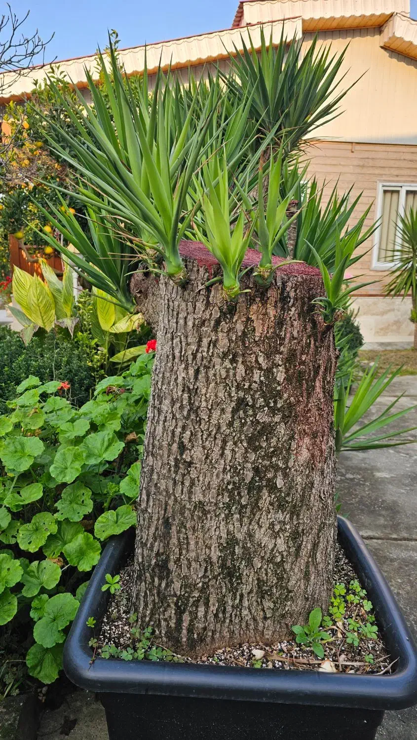 یوکا تنه ، بن سای ۲ و ۳ متری، شمشاد ۲ و ۳ متری|گل و گیاه طبیعی|تنکابن, |دیوار