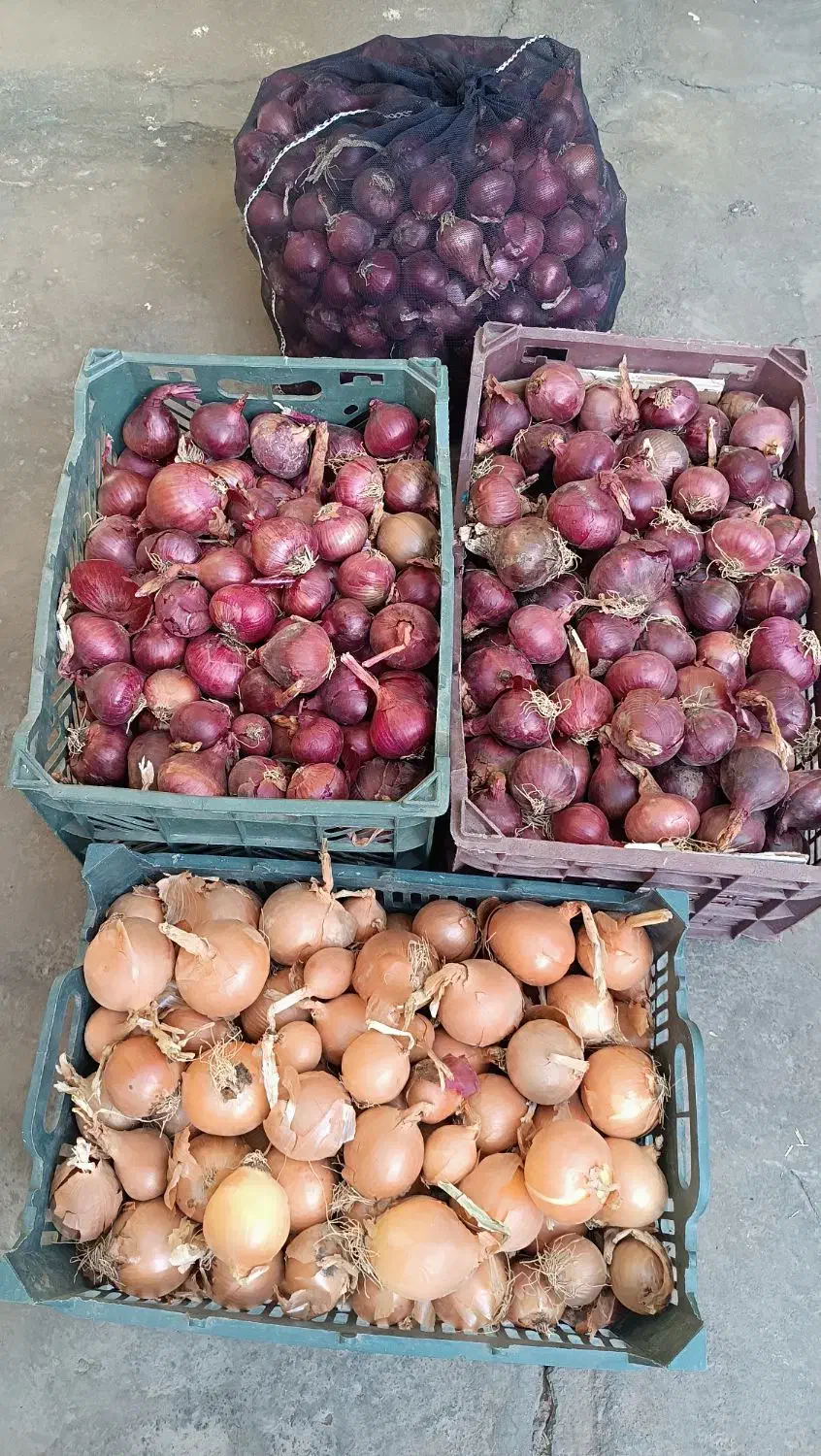 پیاز ریز کیلوی10هزار پیاز درشت کیلوی15هزار|خوردنی و آشامیدنی|شاهین دژ, |دیوار