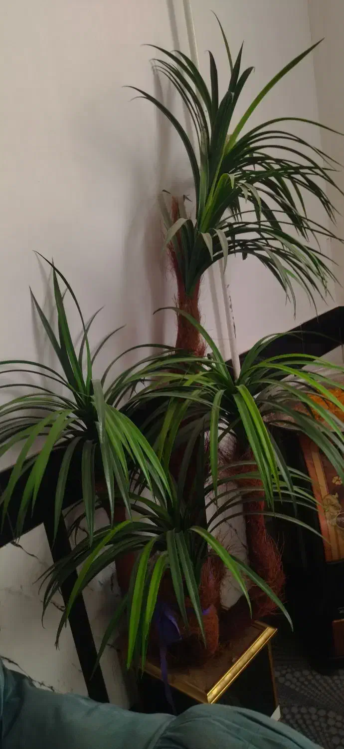 نخل مصنوعی شیک|گل مصنوعی|تربت جام, معدآباد|دیوار