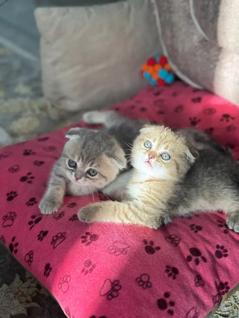 بچه گربه|گربه|اندیشه, اندیشه فاز ۶|دیوار