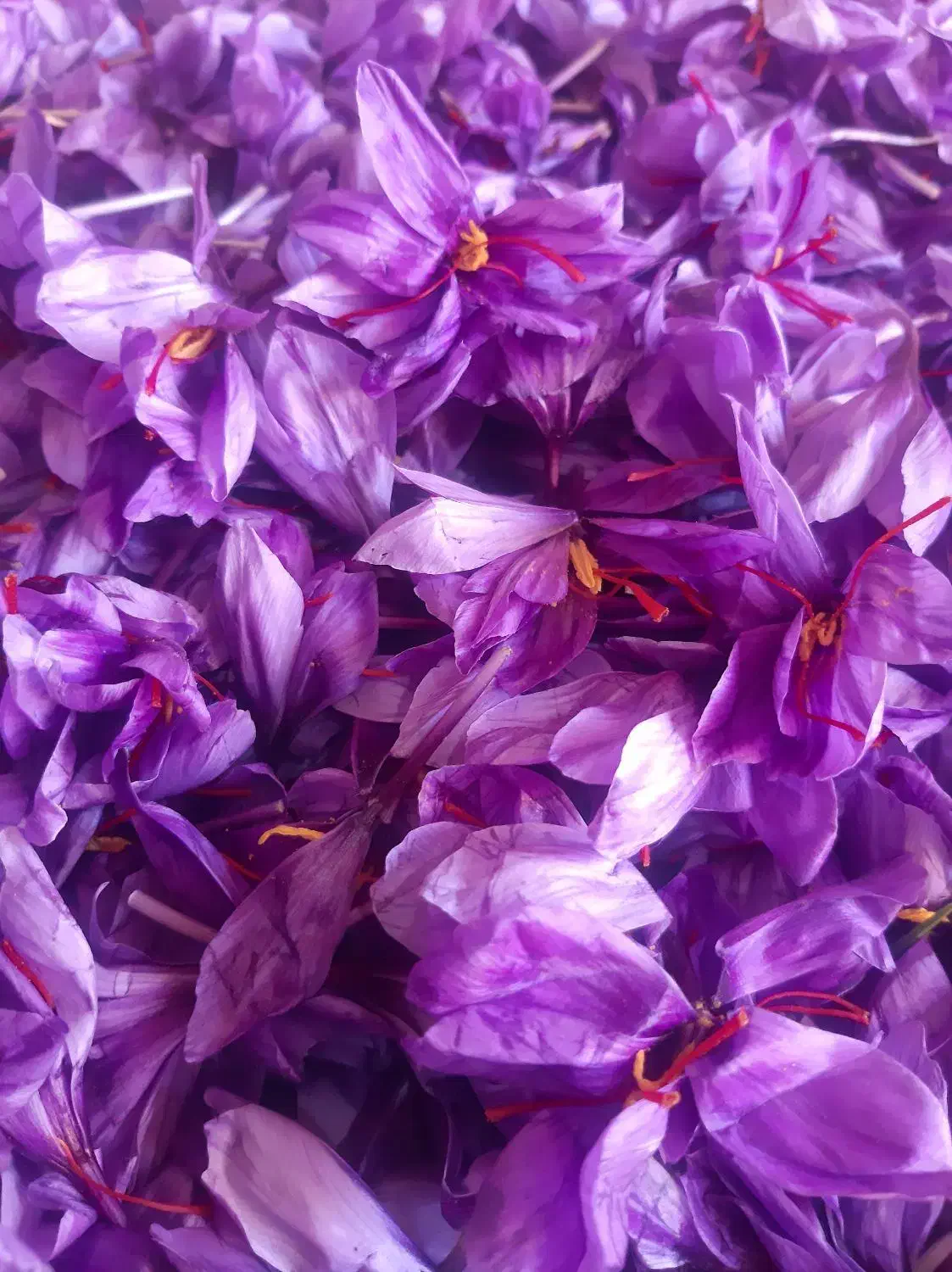 گل زعفران سرایان|گل و گیاه طبیعی|سرایان, |دیوار