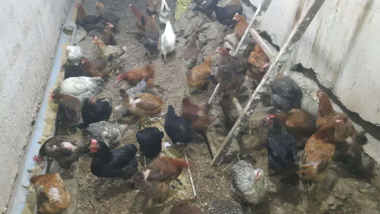 مرغ محلی|حیوانات مزرعه|جلفا, |دیوار