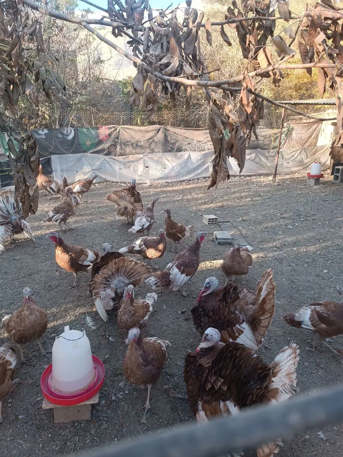 فروش بوقلمون بوربون مولد|حیوانات مزرعه|شیراز, کیان آباد|دیوار