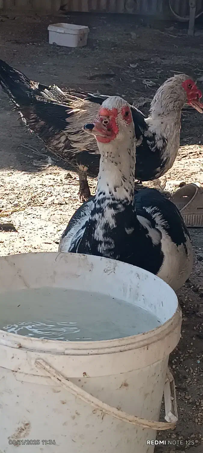 سلام اردک خارجی سرحال وسالم تمیز اورگانیک|حیوانات مزرعه|مینودشت, |دیوار