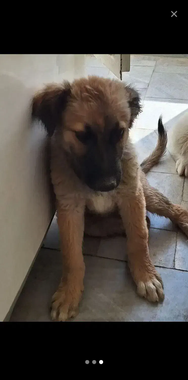 سگ ژرمن شپرد|سگ|یزد, |دیوار