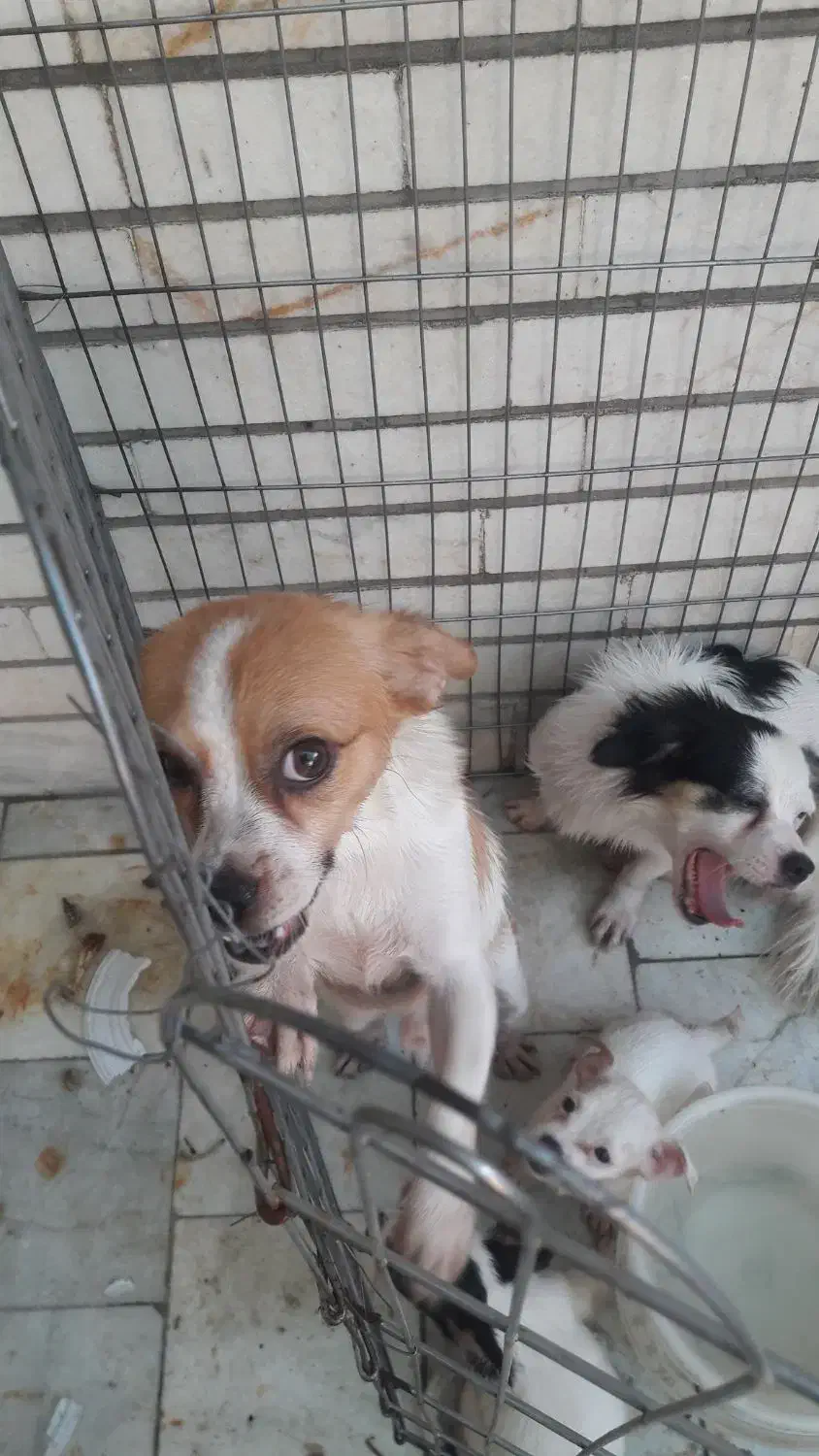 واگذاری حیوانات اهلی|سگ|اهواز, شریعتی جنوبی|دیوار