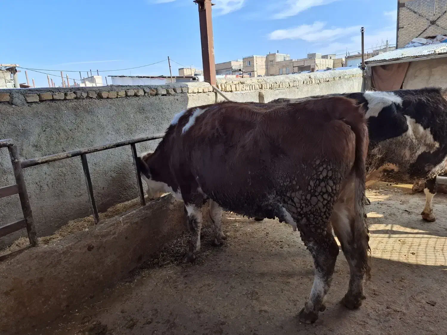 گاوسیمنتال قرمز|حیوانات مزرعه|نظرآباد, شهرک سید جمال الدین|دیوار