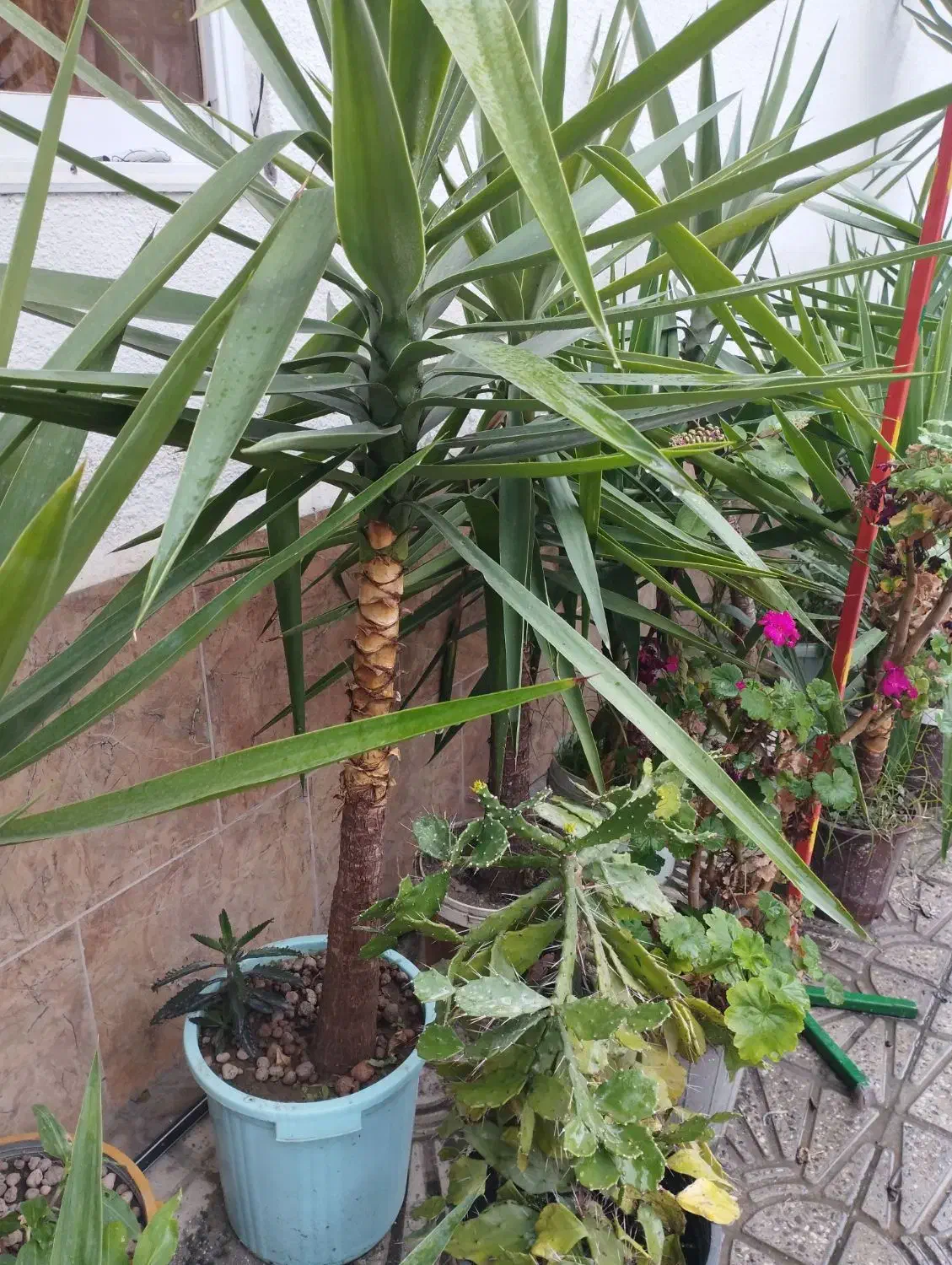 فروش تعدادی گل یوکا|گل و گیاه طبیعی|بابلسر, |دیوار