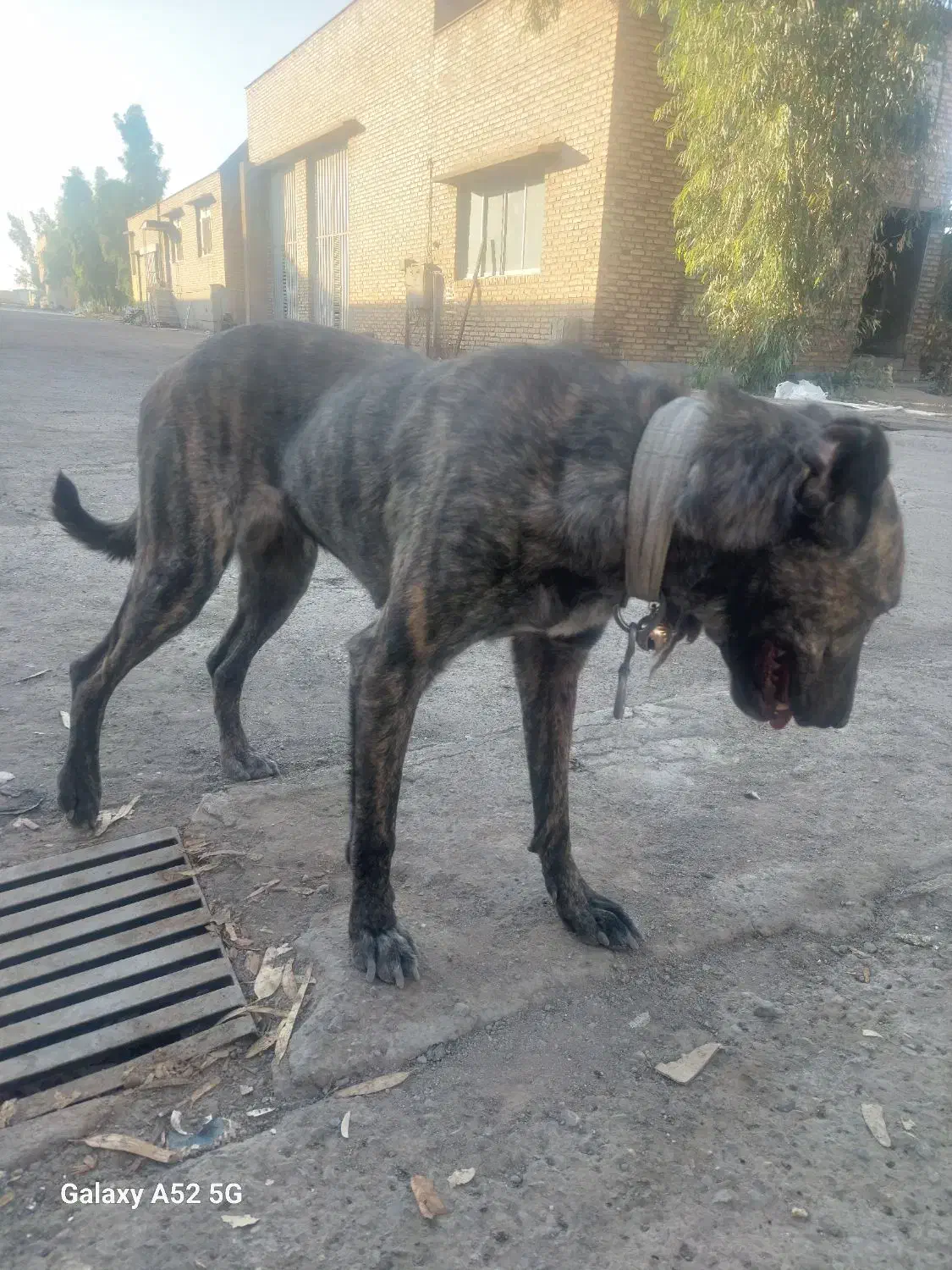 توله ماچ|سگ|قم, خداکرم|دیوار